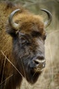 Wisent standing in the forest of the natural park, Maashorst