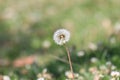 Wish flower Dandelion in outdoors Royalty Free Stock Photo