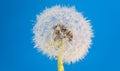 Wish flower Dandelion - Stock image Royalty Free Stock Photo