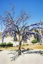 Wish Tree,cappadocia,Turkey