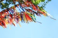 Wish tree with colorful decorated tapes Royalty Free Stock Photo