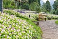 Wishbone Flower garden ( Torenia Fournieri Lindl ) Royalty Free Stock Photo