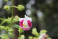 Wishbone flower gorgeous beautiful natural flowers close up shot Royalty Free Stock Photo