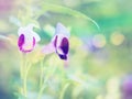 Wishbone flower (Torenia fournieri) violet tiny meadow.