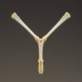 A wishbone, or furcula, is displayed against a gradient dark background. It consists of Royalty Free Stock Photo