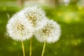 3 wishes. Blowballs dandelions on a green park background. Copyspace Royalty Free Stock Photo