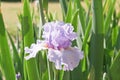 Wishful Thinking Tall Bearded Iris