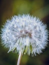 Wishie/wishy flower Dandelion flower seedhead, close up photography, Taraxacum flower seeds Royalty Free Stock Photo