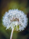 Wishie/wishy flower Dandelion flower seedhead, close up photography, Taraxacum flower seeds Royalty Free Stock Photo