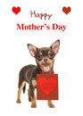 Wishing card happy Mother`s Day with chihuahua dog holding prese