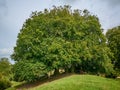 The wishing tree near by Avebury in Engand