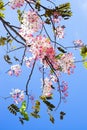 Wishing tree, pink shower, cassia bakeriana craib.