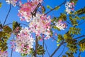 Wishing tree, pink shower, cassia bakeriana craib.