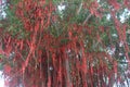 Wishing Word Banyan Tree, Sekinchan, Selangor Malaysia