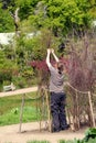 Wisley, Surrey, UK - April 30 2017: Female gardener tying up sticks in a large garden