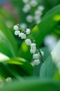 Wisp of lily of valley