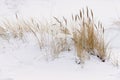 Wisps in the snow, winter scene Royalty Free Stock Photo