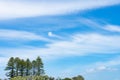 Wispy cloud formation above line of six Norfolk Pine trees on Motuihe Island