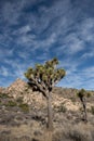 Wispy Clouds Hover Over a Leaning Joshua Tree