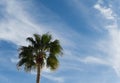 Wispy clouds and a Palm Tree, backdrop Royalty Free Stock Photo