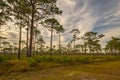 Wispy Clouds Over a Pine Tree Florida Scrubland