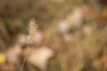 Wispy Fall Grass on a Autumn Color Background Royalty Free Stock Photo