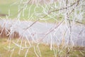 Wispy frost covered tree branches