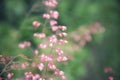 Wispy pink flowers atop thin stems with a vibrant green backdrop.