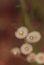 Wispy seeds of Canada horseweed Conyza canadensis Royalty Free Stock Photo