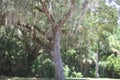 Weepy Spanish Moss hanging from a tree in a tropical rainforest setting in the south