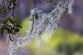 Wispy Spanish Moss Royalty Free Stock Photo