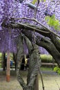 Wistaria garden in Kawachi