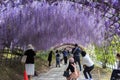 Wistaria garden in Kawachi