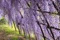 Wistaria garden in Kawachi