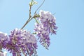 Wisteria Royalty Free Stock Photo