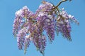 Wisteria Royalty Free Stock Photo