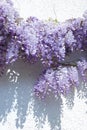 Wisteria Royalty Free Stock Photo