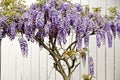 Wisteria Royalty Free Stock Photo