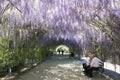 Wisteria Arbour, Adelaide Botanic Garden, South Australia