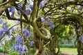 Wisteria arch at Greys Court Royalty Free Stock Photo