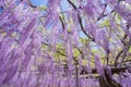 Wisteria Royalty Free Stock Photo