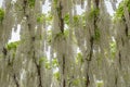 Wisteria in bloom overhead Royalty Free Stock Photo