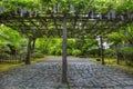 Wisteria in Bloom at Portland Japanese Garden Path