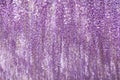Wisteria bloomimg Royalty Free Stock Photo