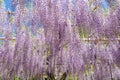 Wisteria bloomimg Royalty Free Stock Photo