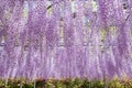 Wisteria bloomimg Royalty Free Stock Photo