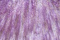 Wisteria bloomimg in end of spring season Royalty Free Stock Photo