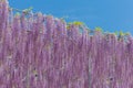 Wisteria bloomimg in end of spring season Royalty Free Stock Photo