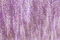 Wisteria bloomimg in end of spring season Royalty Free Stock Photo