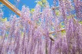 Wisteria bloomimg in end of spring season Royalty Free Stock Photo